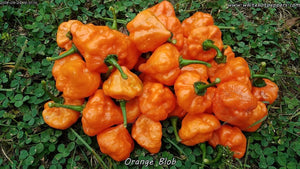 Orange Blob - Pepper Seeds - White Hot Peppers