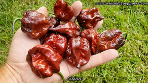 Orion - Pepper Seeds - White Hot Peppers