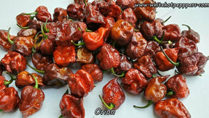 Orion - Pepper Seeds - White Hot Peppers