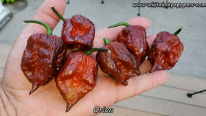 Orion - Pepper Seeds - White Hot Peppers