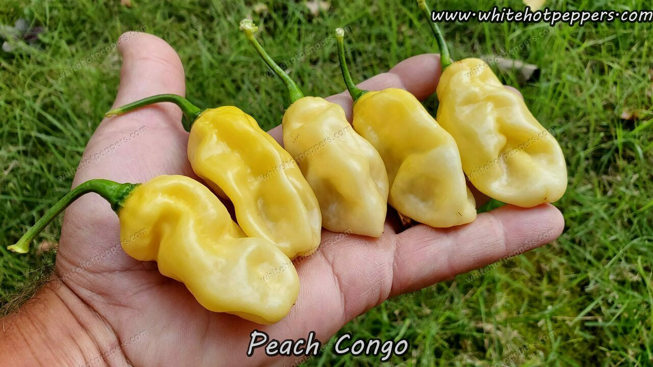 Peach Congo - Pepper Seeds - White Hot Peppers