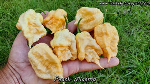 Peach Miasma - Pepper Seeds - White Hot Peppers