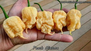 Peach Miasma - Pepper Seeds - White Hot Peppers