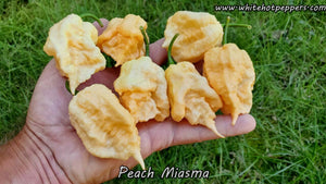 Peach Miasma - Pepper Seeds - White Hot Peppers