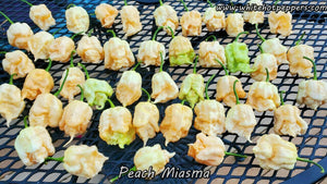 Peach Miasma - Pepper Seeds - White Hot Peppers