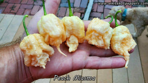 Peach Miasma - Pepper Seeds - White Hot Peppers