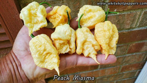 Peach Miasma - Pepper Seeds - White Hot Peppers