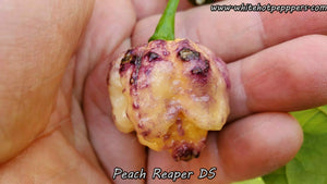 Peach Reaper DS - Pepper Seeds - White Hot Peppers