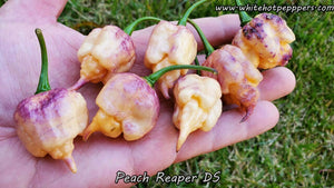 Peach Reaper DS - Pepper Seeds - White Hot Peppers