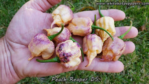 Peach Reaper DS - Pepper Seeds - White Hot Peppers