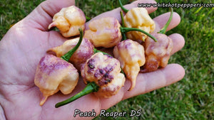 Peach Reaper DS - Pepper Seeds - White Hot Peppers