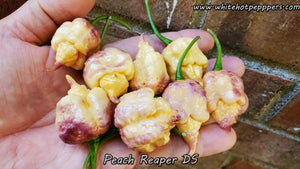 Peach Reaper DS - Pepper Seeds - White Hot Peppers