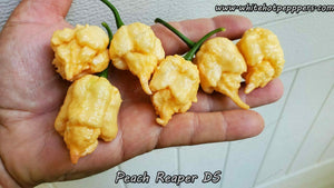 Peach Reaper DS - Pepper Seeds - White Hot Peppers