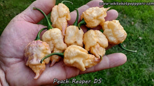 Peach Reaper DS - Pepper Seeds - White Hot Peppers