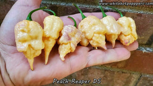 Peach Reaper DS - Pepper Seeds - White Hot Peppers