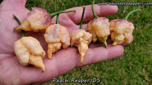 Peach Reaper DS - Pepper Seeds - White Hot Peppers