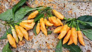 Pimenta Moranga Peach Cross - Pepper Seeds - White Hot Peppers