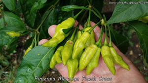 Pimenta Moranga Peach Cross - Pepper Seeds - White Hot Peppers