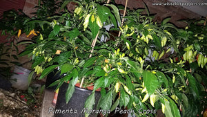 Pimenta Moranga Peach Cross - Pepper Seeds - White Hot Peppers