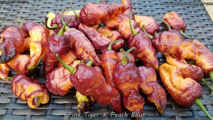 Pink Tiger x Peach Bhut - Pepper Seeds - White Hot Peppers