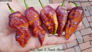 Pink Tiger x Peach Bhut - Pepper Seeds - White Hot Peppers