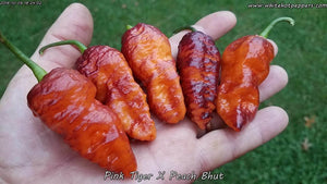 Pink Tiger x Peach Bhut - Pepper Seeds - White Hot Peppers