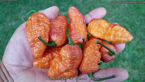 Pink Tiger x Peach Bhut - Pepper Seeds - White Hot Peppers