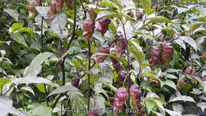 Pink Tiger x Peach Bhut - Pepper Seeds - White Hot Peppers