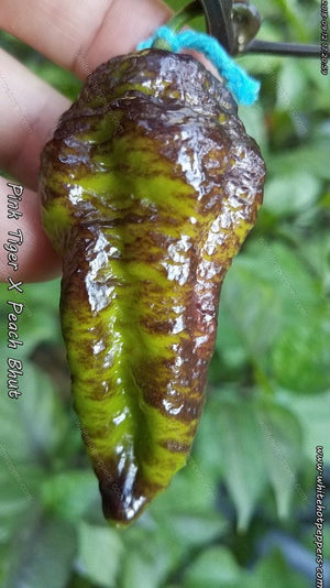 Pink Tiger x Peach Bhut - Pepper Seeds - White Hot Peppers