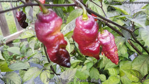 Pink Tiger x Peach Bhut - Pepper Seeds - White Hot Peppers