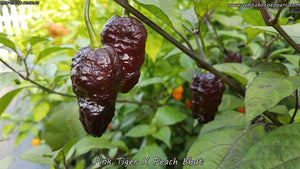 Pink Tiger x Peach Bhut - Pepper Seeds - White Hot Peppers