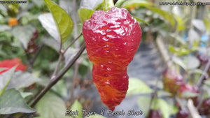 Pink Tiger x Peach Bhut - Pepper Seeds - White Hot Peppers