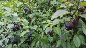 Pink Tiger x Peach Bhut - Pepper Seeds - White Hot Peppers