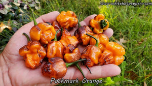 Pockmark Orange - Pepper Seeds - White Hot Peppers