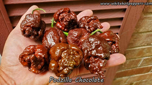 Podzilla Chocolate - Pepper Seeds - White Hot Peppers