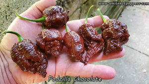 Podzilla Chocolate - Pepper Seeds - White Hot Peppers