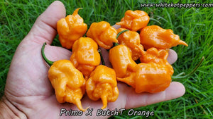 Primo x Butch T Orange - Pepper Seeds - White Hot Peppers