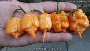 Primo x Butch T Orange - Pepper Seeds - White Hot Peppers
