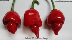 Primo x Lemon Drop - Pepper Seeds - White Hot Peppers