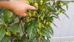 Primo x Lemon Drop - Pepper Seeds - White Hot Peppers