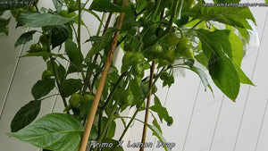 Primo x Lemon Drop - Pepper Seeds - White Hot Peppers
