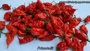 Primotalii - Pepper Seeds - White Hot Peppers