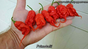 Primotalii - Pepper Seeds - White Hot Peppers