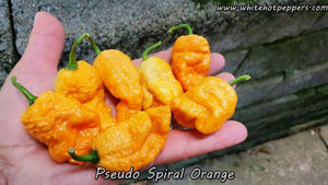 Pseudo Spiral Orange - Pepper Seeds - White Hot Peppers