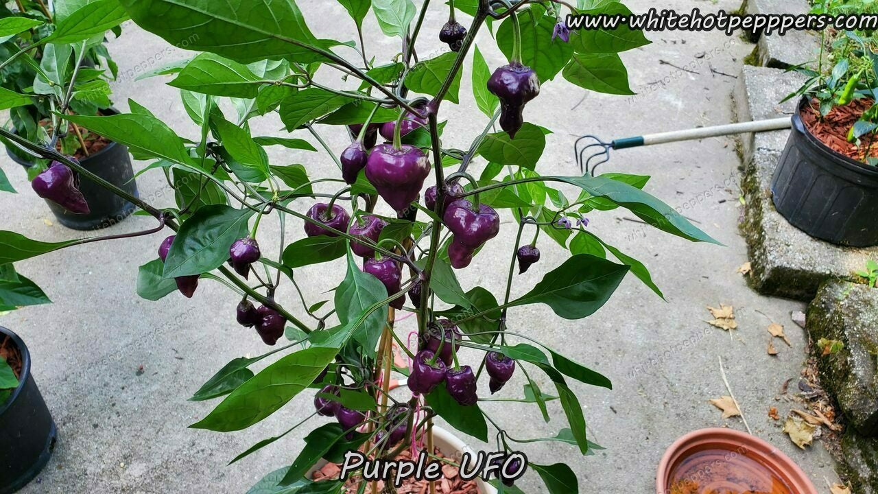 Purple UFO - Pepper Seeds - White Hot Peppers
