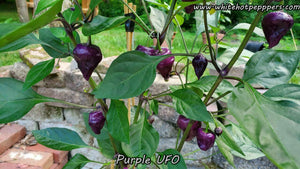 Purple UFO - Pepper Seeds - White Hot Peppers