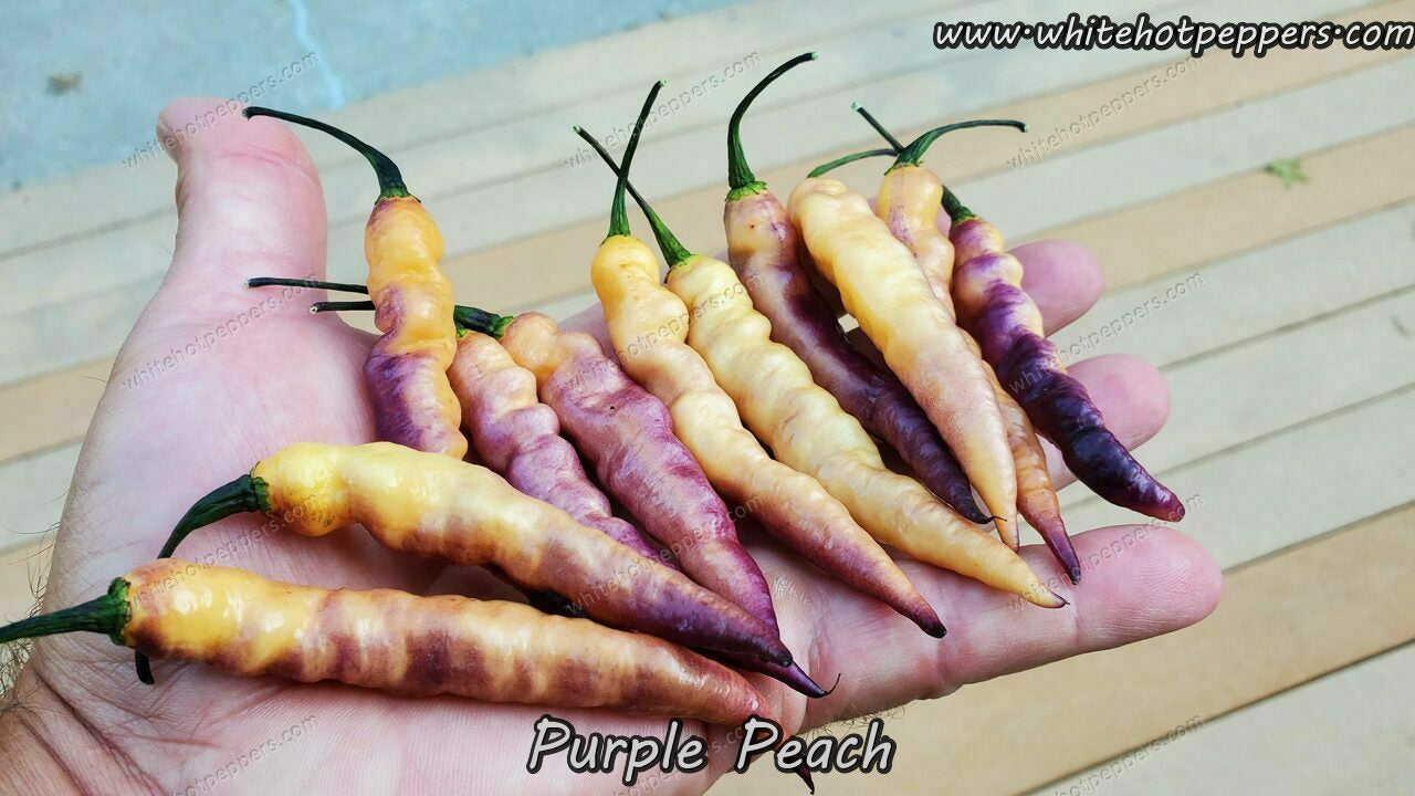 Purple Peach - Pepper Seeds - White Hot Peppers