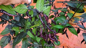 Purple Peach - Pepper Seeds - White Hot Peppers