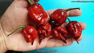 Purple Reaper - Pepper Seeds - White Hot Peppers