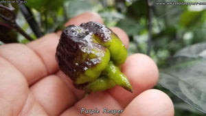 Purple Reaper - Pepper Seeds - White Hot Peppers